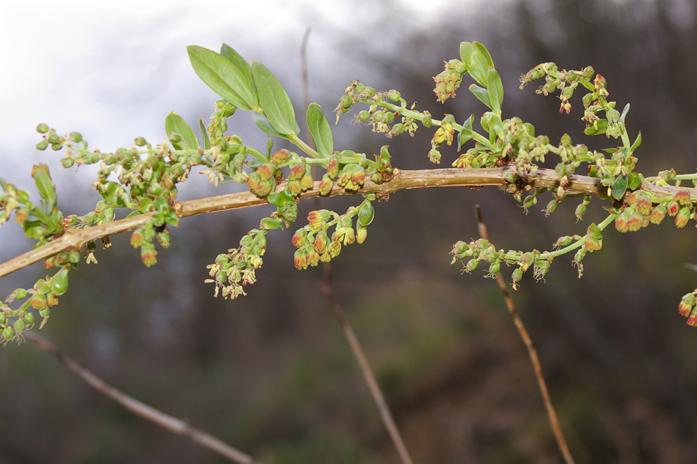 Coriaria myrtifolia / Coriaria, Sommacco provenzale